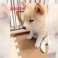 カジカジして「ごめ…