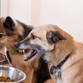 食べ物があると愛犬…