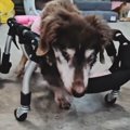 目が見えない車椅子…