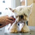 犬のトリミングデビ…