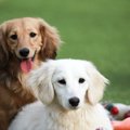犬の被毛の色を決め…