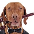 犬や猫への虐待者に…