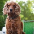 犬を飼ってる人が必…