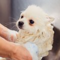 部屋が犬臭い！原因…