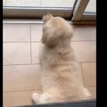 干されたクッション…