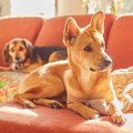 AIで『2匹の犬を擬人…