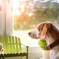 甘え上手な犬と甘え…