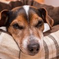 犬のタマネギ中毒に…