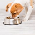 犬が『早食い』を続…