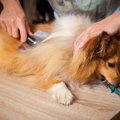 毛ぶきが悪い犬にお…