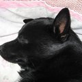 分離不安解消にプロ…