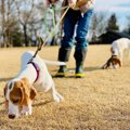 愛犬が楽しそうに散…