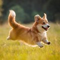 犬が嬉しそうな笑顔…