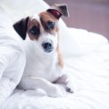 犬が一緒に寝てくれ…