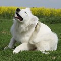 犬が耳を痒がるとき…