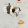 赤ちゃん犬に『ひづ…