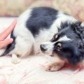 犬が『あなたのこと…