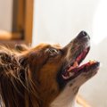 犬が飼い主を下に見…