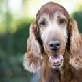 犬の腸内細菌は記憶…