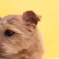 犬が『落ち込んでい…