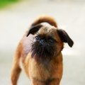 【獣医師監修】ベル…