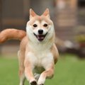 犬がしっぽを振りな…