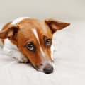 犬が飼い主の様子を…