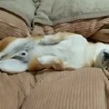 よなよな出現する毛…