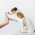 犬の芸の種類につい…