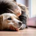 愛犬を苦しめる『愛…