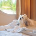 犬はペットホテルで…