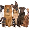 犬の遊び行動が犬種…