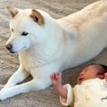 犬が初めて『赤ちゃ…