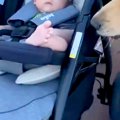 赤ちゃんが『2匹の大…