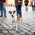 犬のお散歩中のトラ…