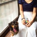犬の順位づけ行動に…