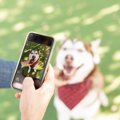 犬を撮ると目が光っ…
