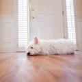 犬は共働きでも飼え…