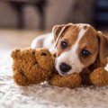 子犬を危険にさらす…