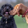 他人の犬に絶対して…