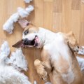 あなたの愛犬も…？犬…