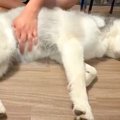 『撫でる場所が違う…