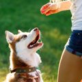 愛犬のトレーニング…