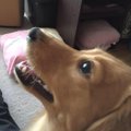 愛犬に合った口腔ジ…