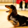 愛犬がうろうろ落ち…