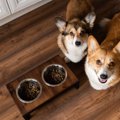 犬の早食い防止で「…