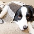 なぜ犬は『大きな音…