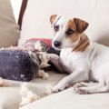 犬を室内で飼うと部…