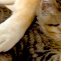 『犬が大好きな元野…