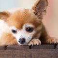 犬がうつむいている…